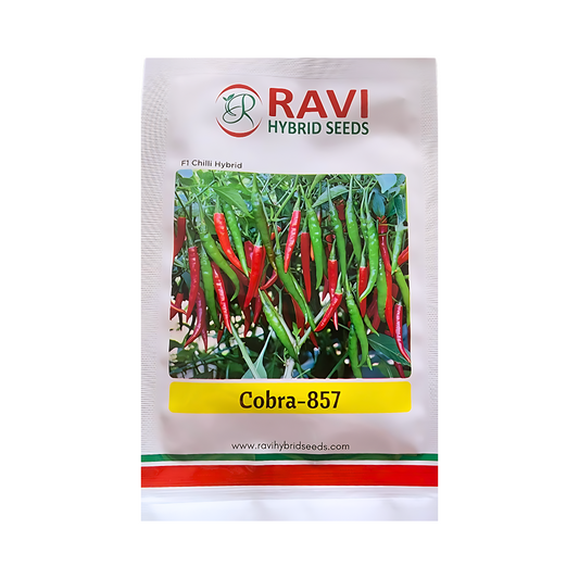 Cobra-857 Chilli Seeds - Ravi Hybrid Seeds | F1 Hybrid | Buy Online