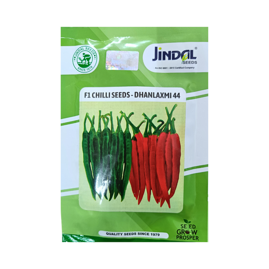 Dhanlaxmi 44 Chilli Seeds - Jindal Seeds | F1 Hybrid | Buy Online Now