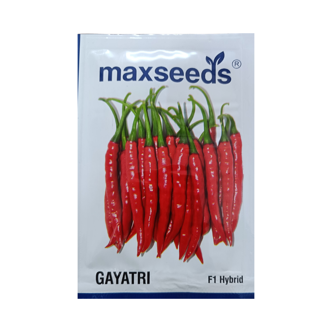 Gayatri Chilli Seeds- Max Seeds | F1 Hybrid | Buy Online Online Now