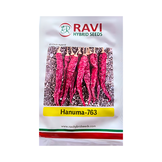 Hanuma-763 Chilli Seeds - Ravi Hybrid Seeds | F1 Hybrid | Buy Online