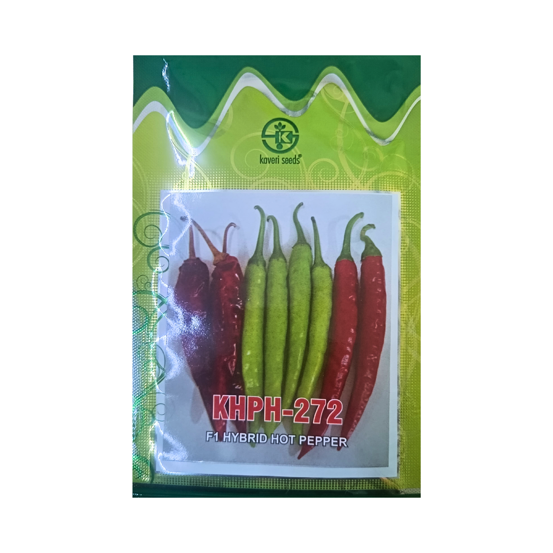 KSP - 1640 Saffron Chilli Seeds - Kalash | F1 Hybrid | Buy Online Now