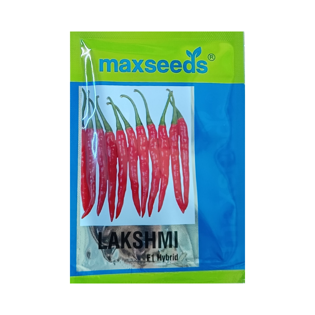 Lakshmi Chilli Seeds