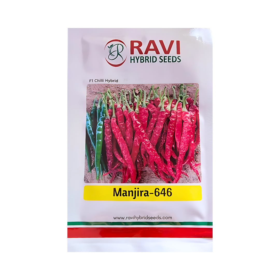 Manjira-646 Chilli Seeds - Ravi Hybrid Seeds | F1 Hybrid | Buy Online