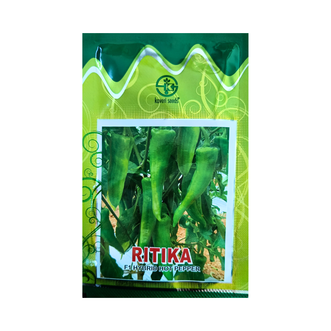 Ritika Chilli Seeds - Kaveri Seeds | F1 Hybrid | Buy Online Now