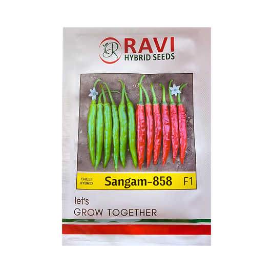 Sangam-858 Chilli Seeds