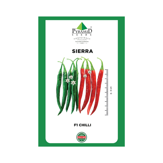 Sierra Chilli Seeds - Pyramid | F1 Hybrid | Buy Online Now - DesiKheti