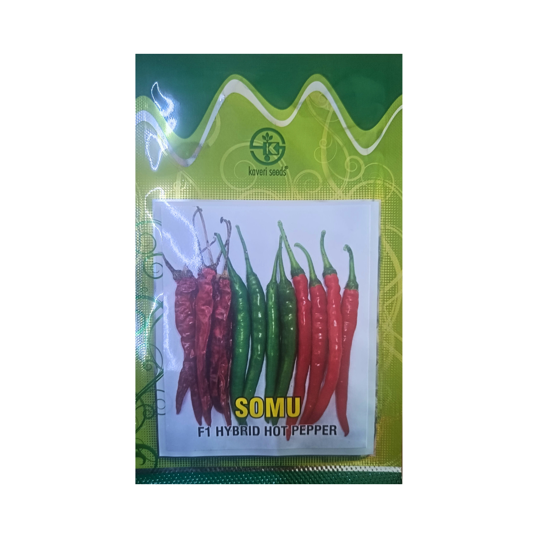 Somu Chilli Seeds - Kaveri Seeds | F1 Hybrid | Buy Online Now