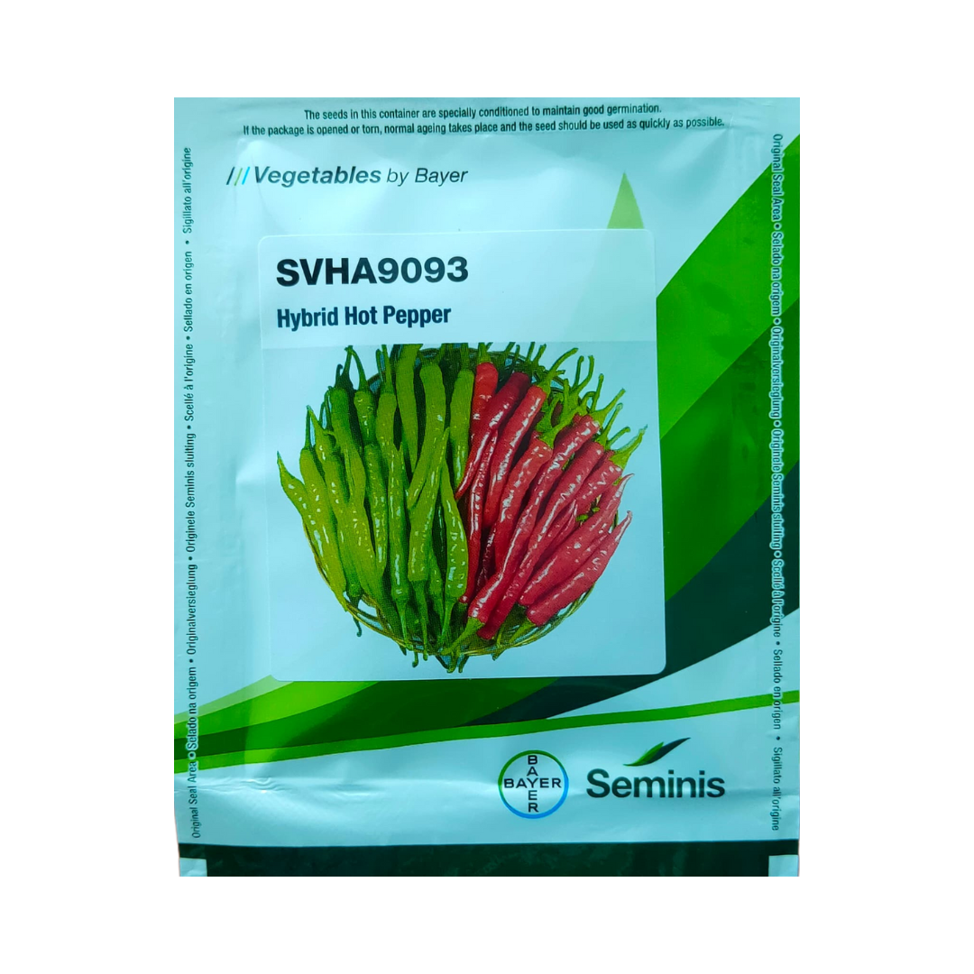 SVHA 9093 Chilli Seeds - Seminis | F1 Hybrid | Buy Online - DesiKheti