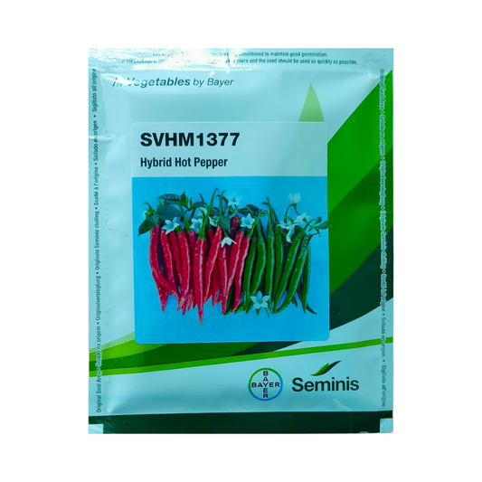 SVHM 1377 Chilli Seeds - Seminis | F1 Hybrid | Buy Online - DesiKheti