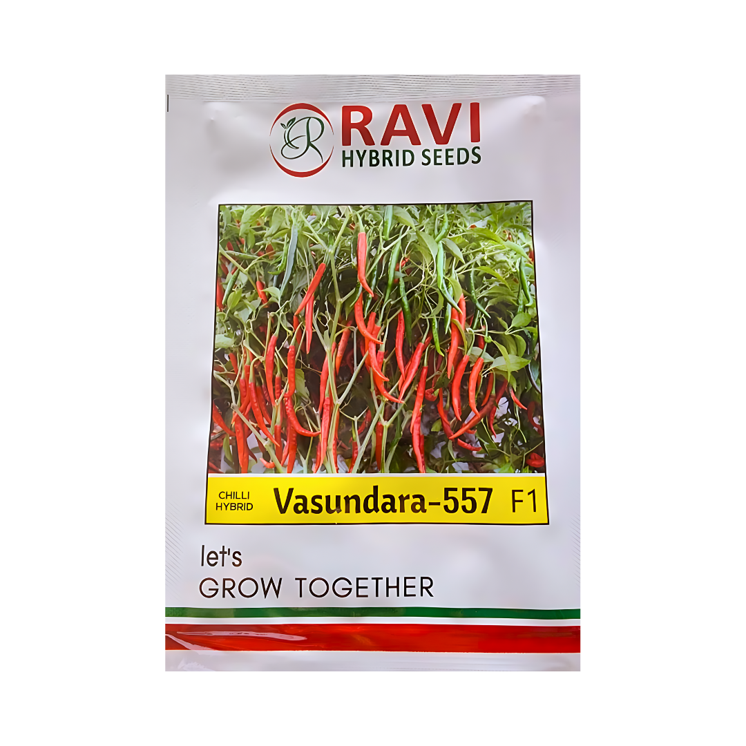 Vasundara-557 Chilli Seeds - Ravi Hybrid Seeds | F1 Hybrid | Buy Now