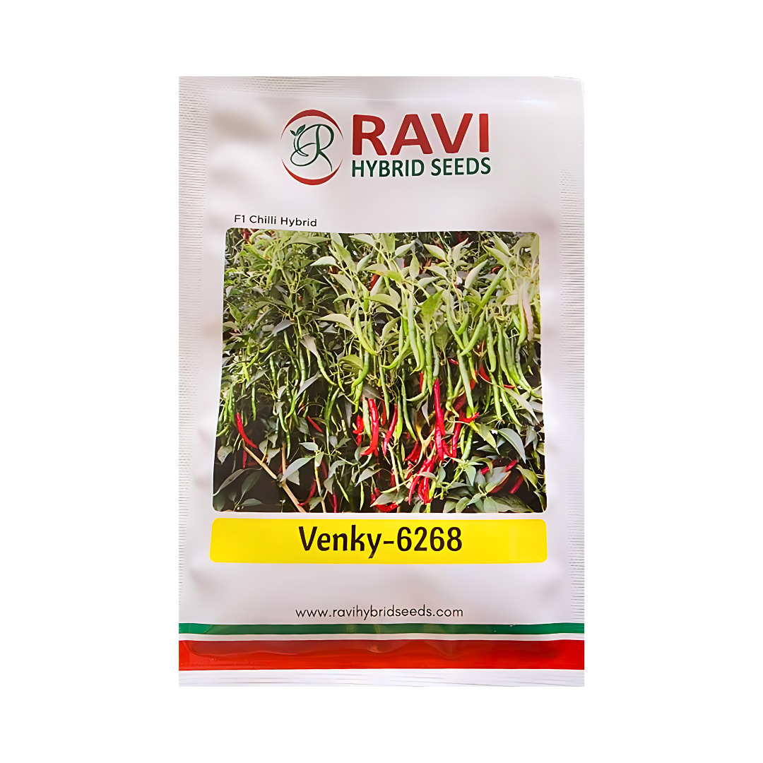 Venky-6268 Chilli Seeds - Ravi Hybrid Seeds | F1 Hybrid | Buy Now