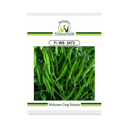 WS 2473 Chilli Seeds - Welcome | F1 Hybrid | Buy Online - DesiKheti