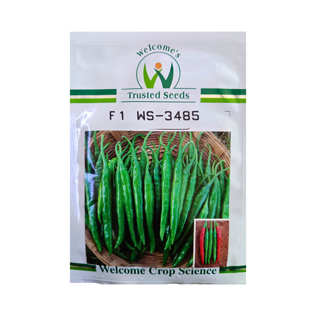 WS-3485 Chilli Seeds