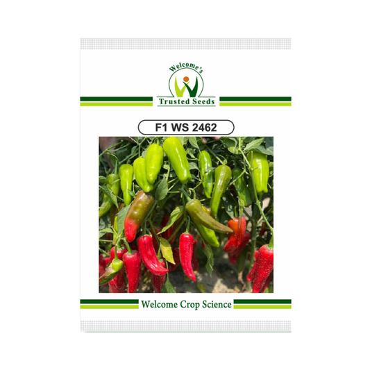 WS - 2462 Chilli Seeds - Welcome | F1 Hybrid | Buy Online - DesiKheti