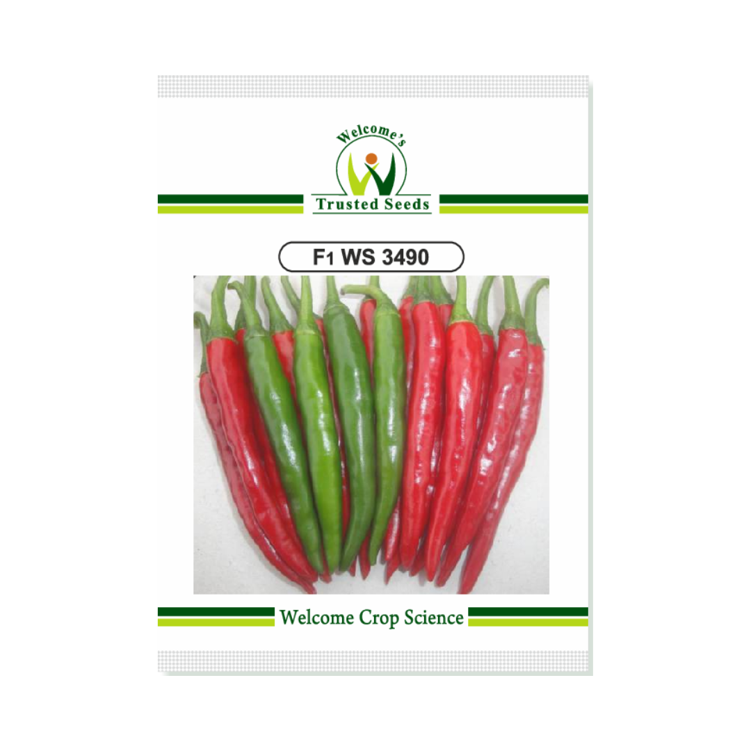 WS 3490 Chilli Seeds