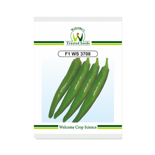 WS 3708 Chilli Seeds - Welcome | F1 Hybrid | Buy Online - DesiKheti