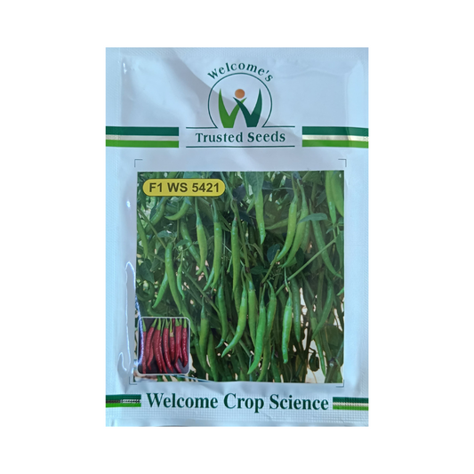 WS 5421 Chilli Seeds