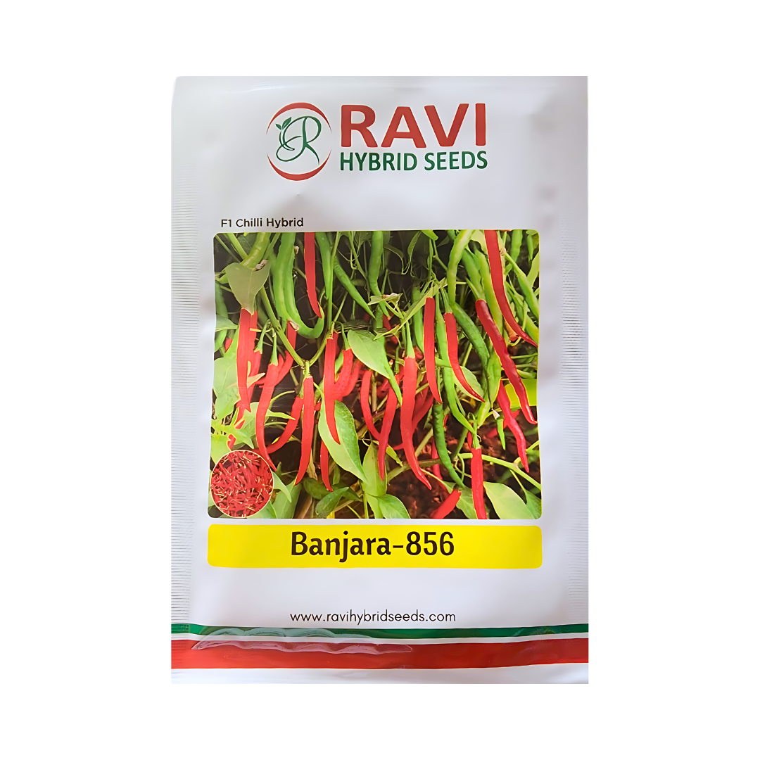 Banjara - 856 Chilli Seeds - Ravi Hybrid Seeds | F1 Hybrid | Buy Online at Best Price