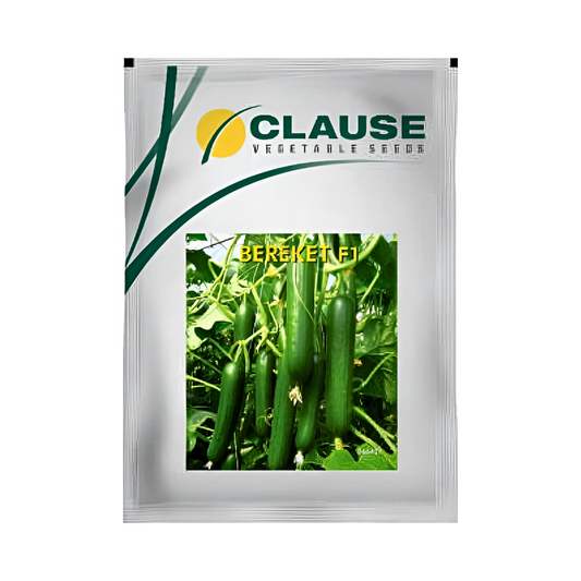 Bereket Cucumber Seeds - HM Clause| F1 Hybrid | Buy Online - DesiKheti