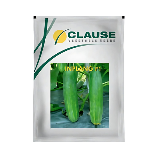 Inplang Cucumber Seeds - HM Clause| F1 Hybrid | Buy Online - DesiKheti