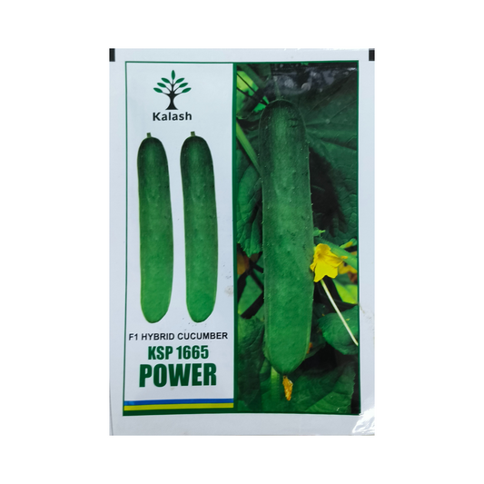 KSP 1665 Power Cucumber Seeds - Kalash | F1 Hybrid | Buy Online Now