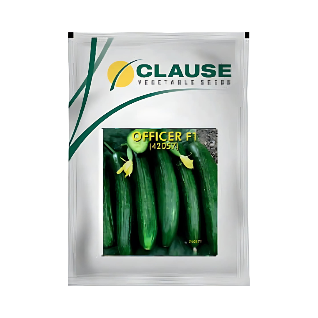 Officer Cucumber Seeds - HM Clause| F1 Hybrid | Buy Online - DesiKheti