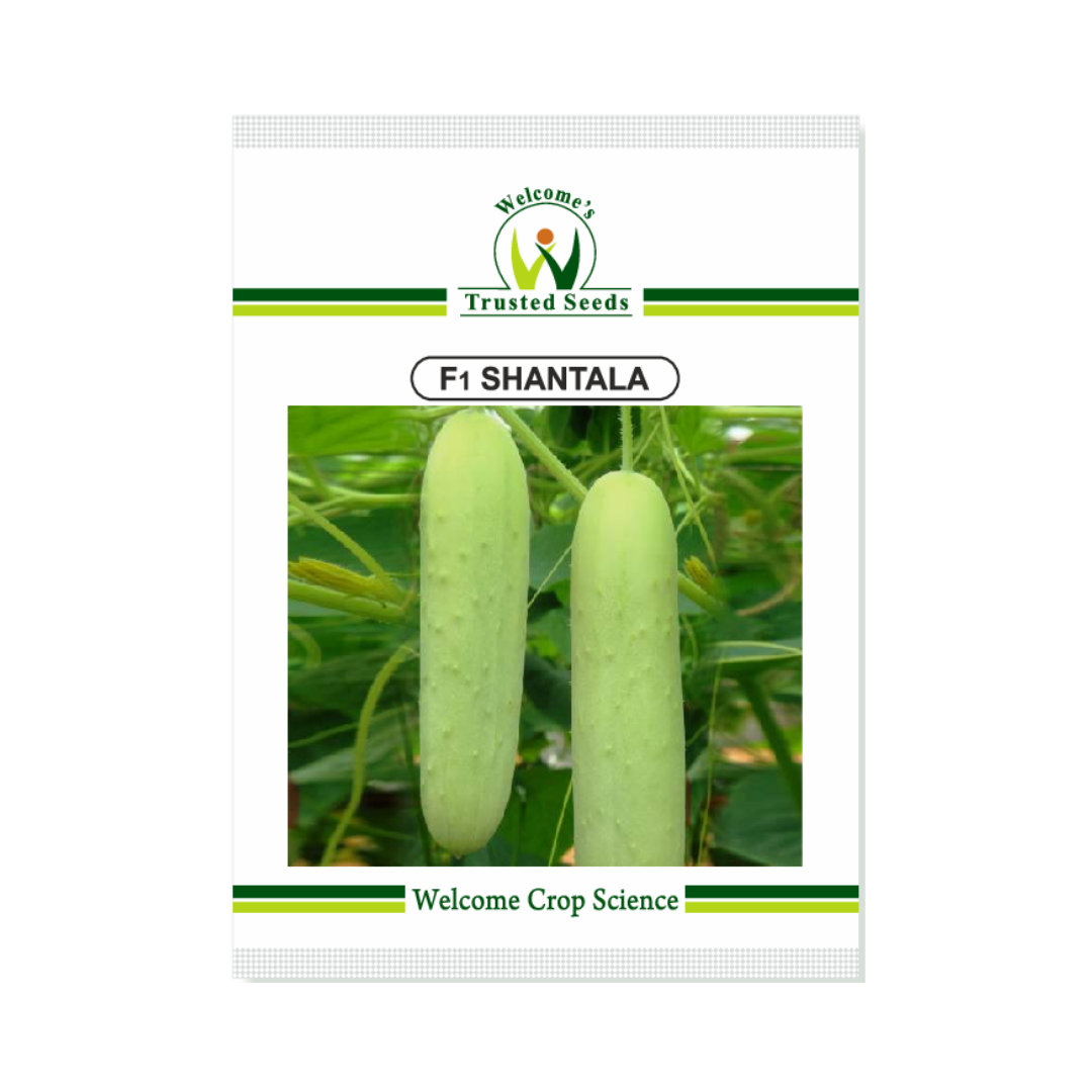 Shantala Cucumber Seeds - Welcome | Buy Online at Best Price