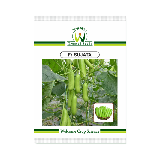 Sujata Cucumber Seeds - Welcome | Buy Online at Best Price