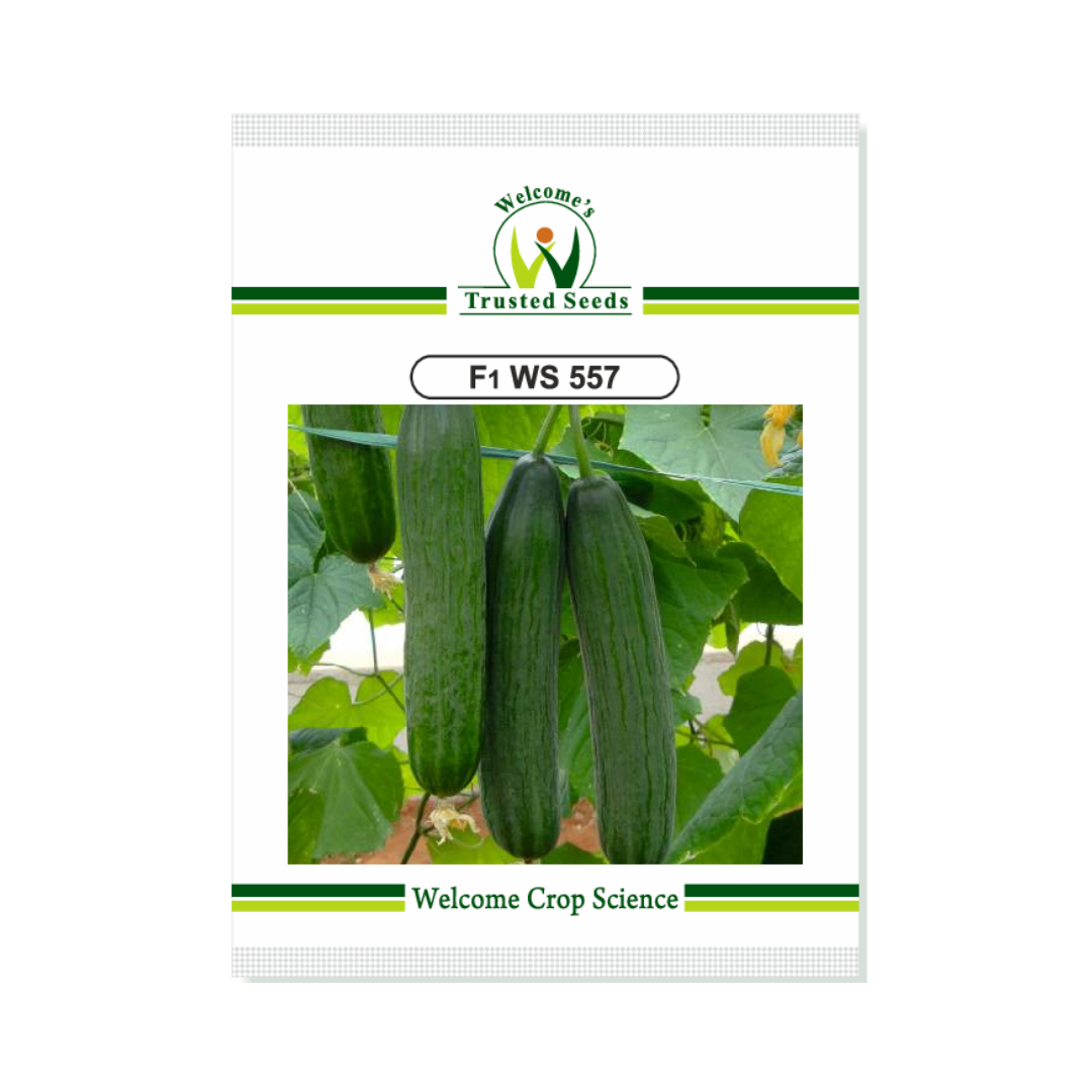 WS 557 Cucumber Seeds - Welcome | Buy Online at Best Price