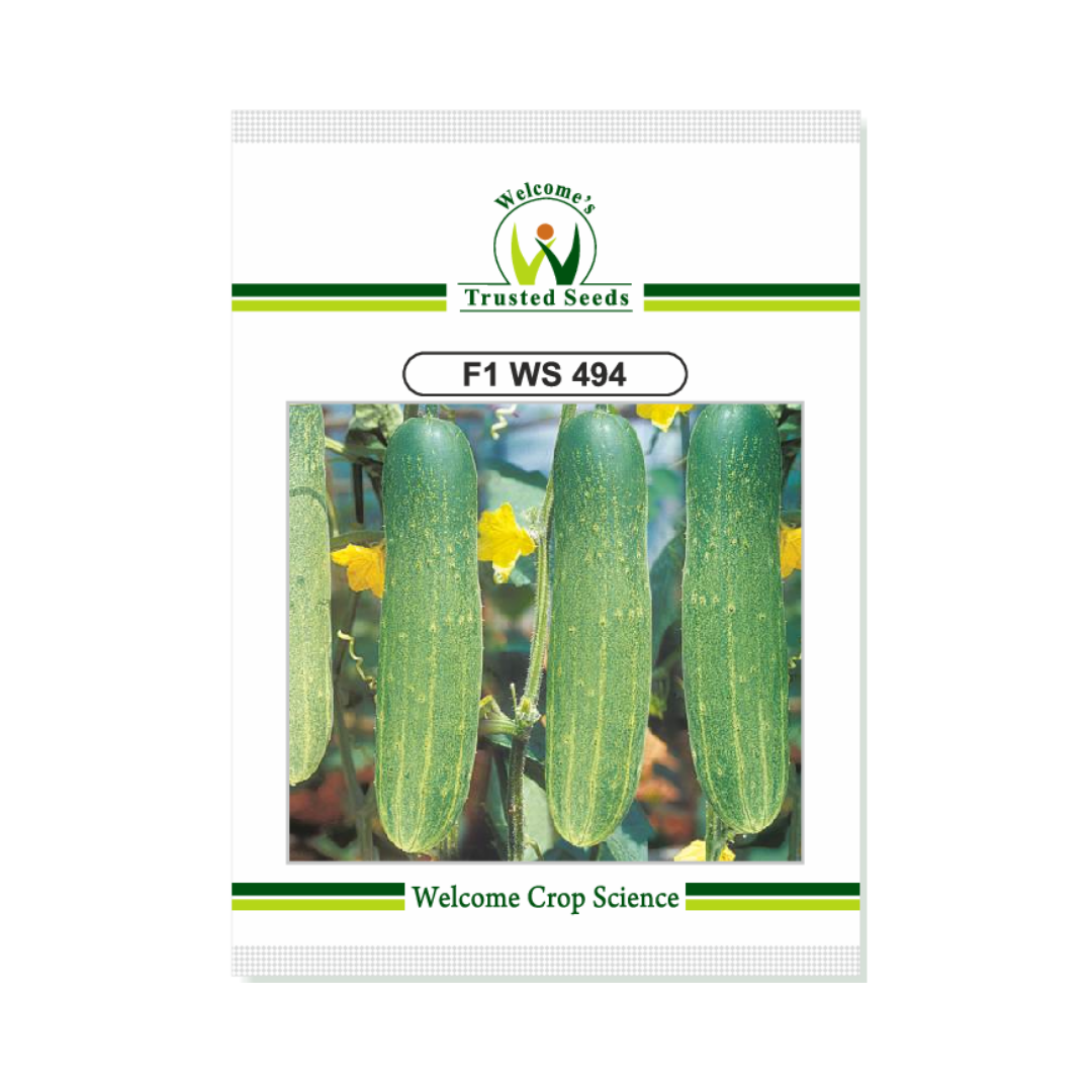 WS 494 Cucumber Seeds - Welcome | Buy Online at Best Price - DesiKheti