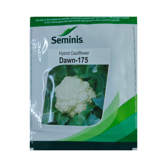 Dawn 175 Cauliflower Seeds - Seminis | F1 Hybrid | Buy Online Now