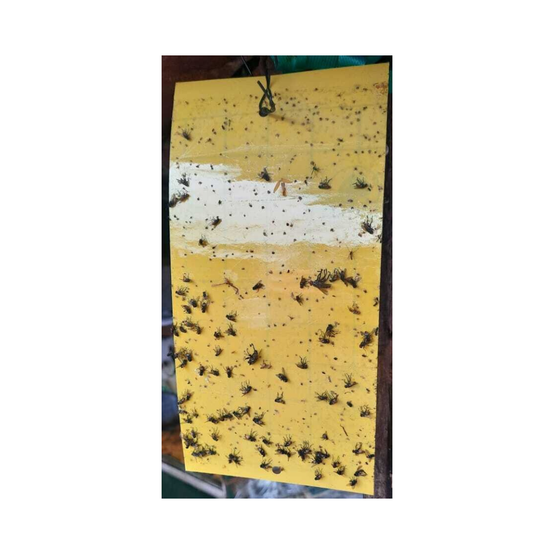 Gumtree Sticky Traps - Yellow (25 cm X 25 cm) | Buy Online Now