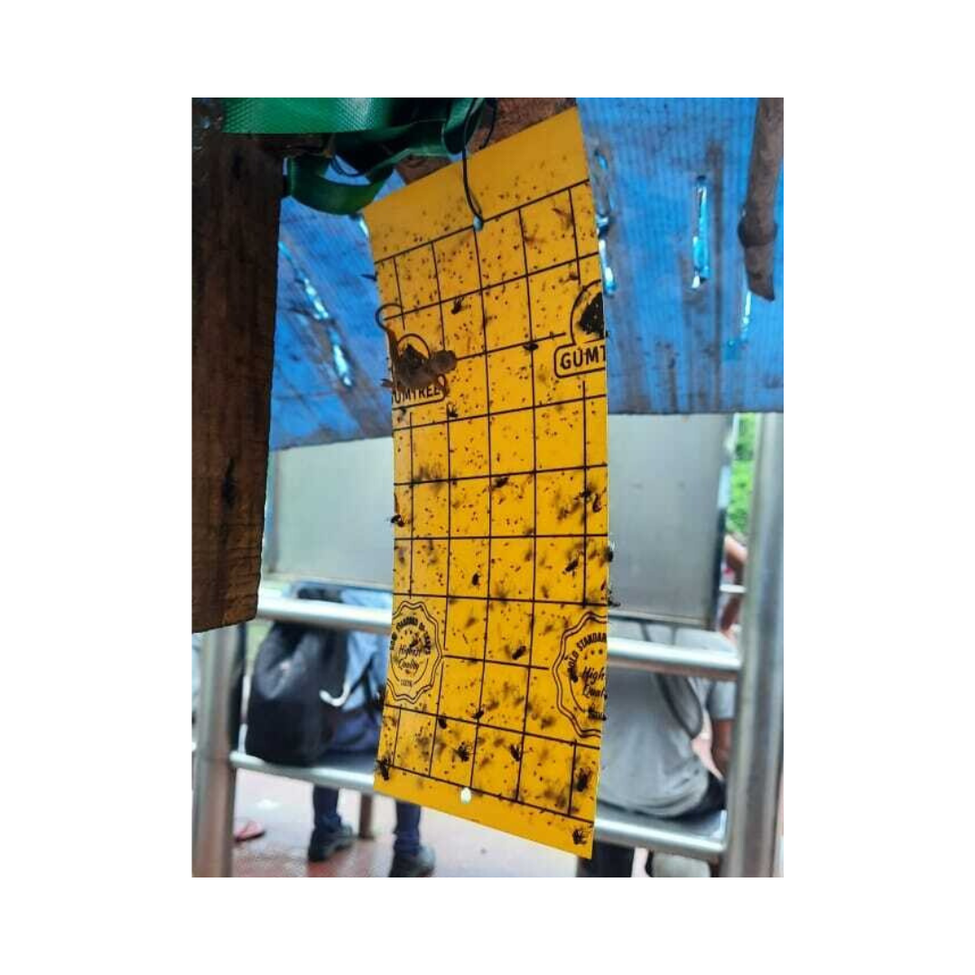 Gumtree Sticky Traps - Yellow (25 cm X 25 cm) | Buy Online Now