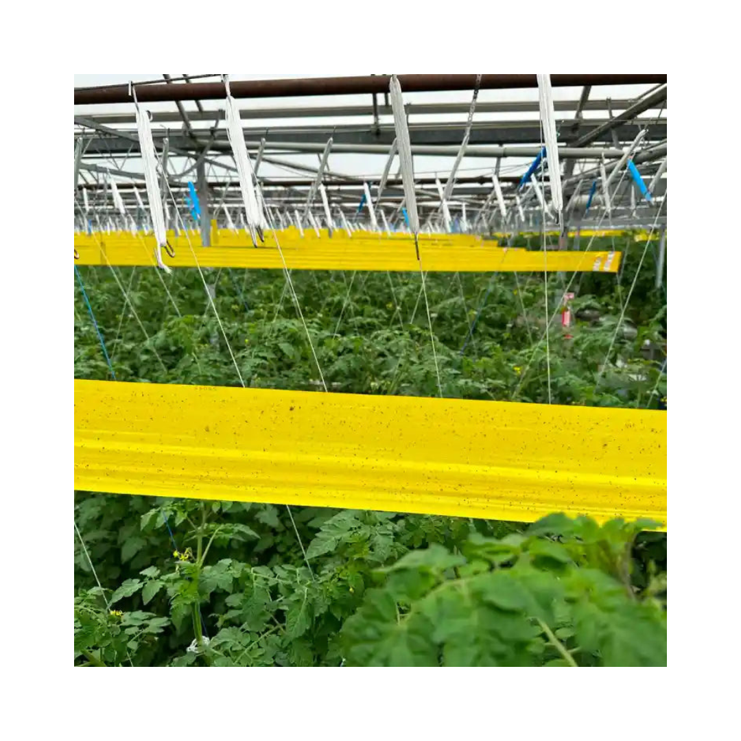 Gumtree Yellow and Blue Sticky Roll (30cm X 100m) | Buy Online Now