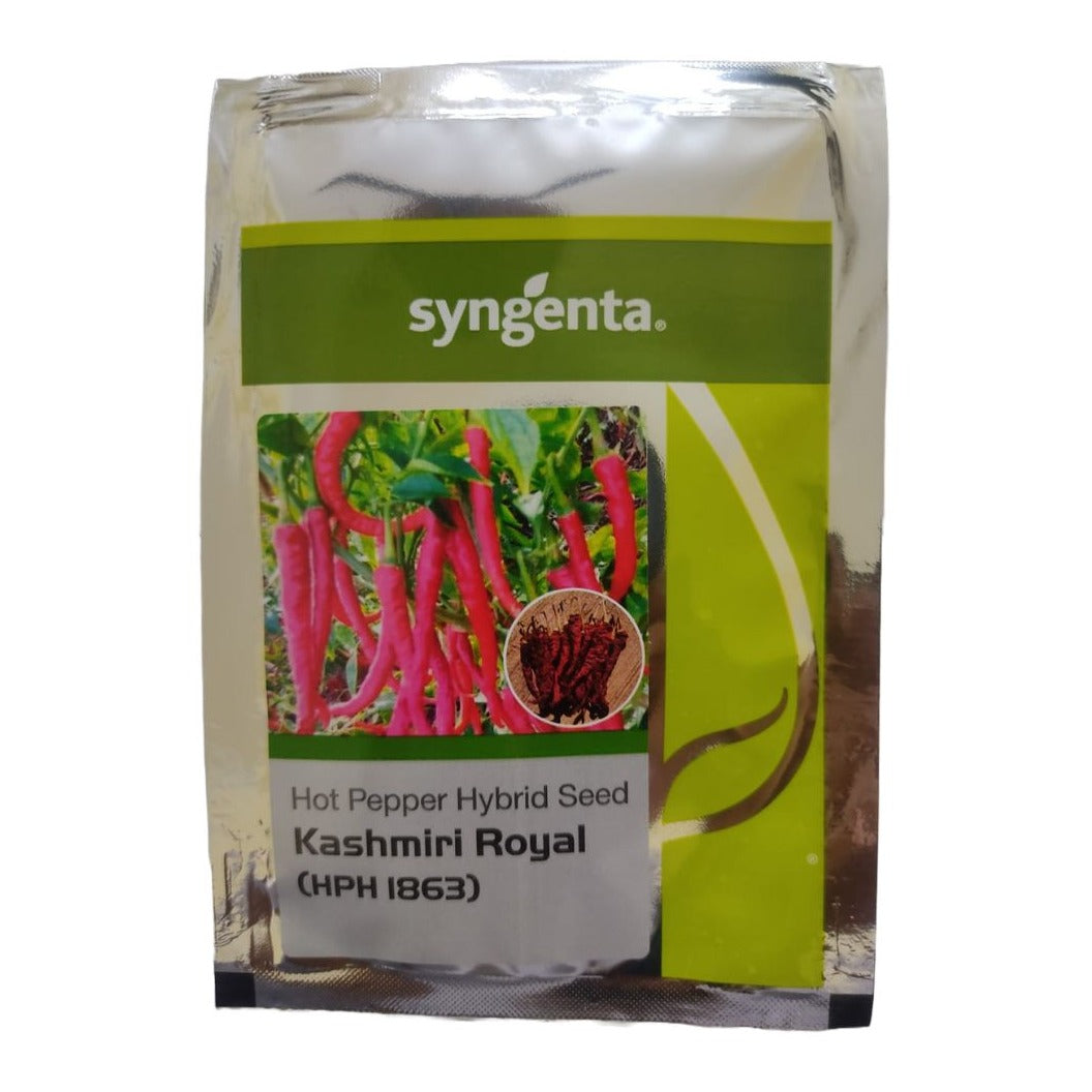 HPH 1863 Kashmiri Royal Chilli Seeds - Syngenta | F1 Hybrid | Buy Now ...