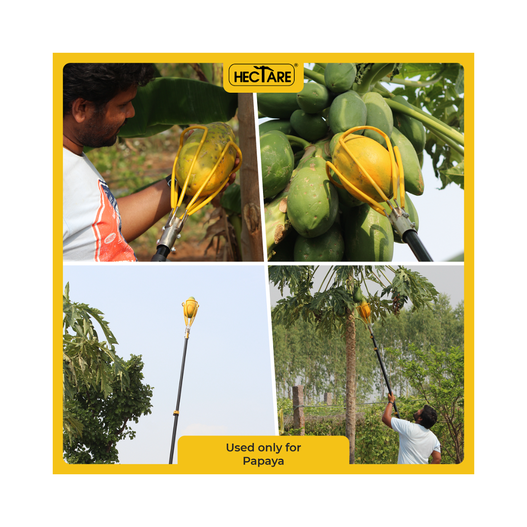 Hectare Papaya Harvester | Buy Online at Best Price - DesiKheti