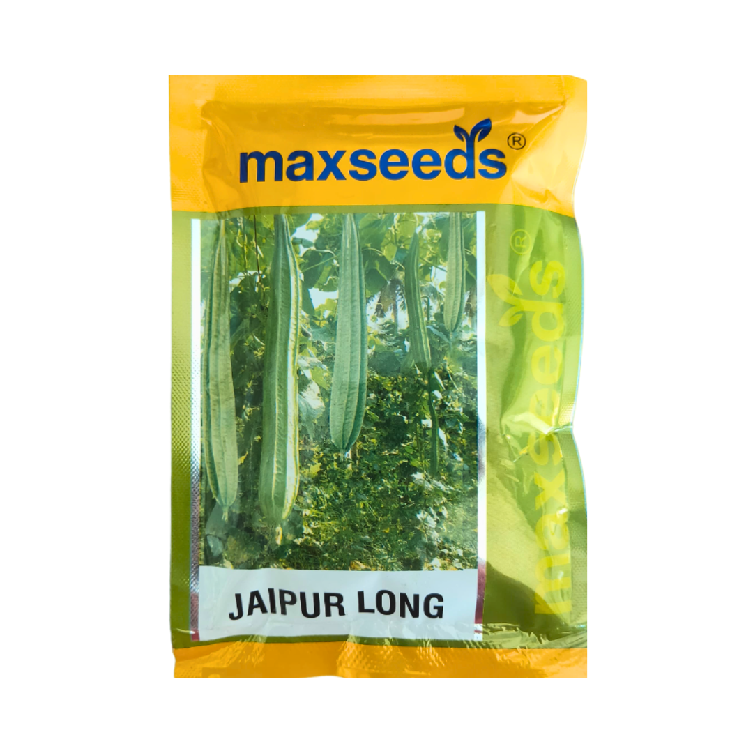 Jaipur Long Ridge Gourd Seeds - Max | F1 Hybrid | Buy Online Now