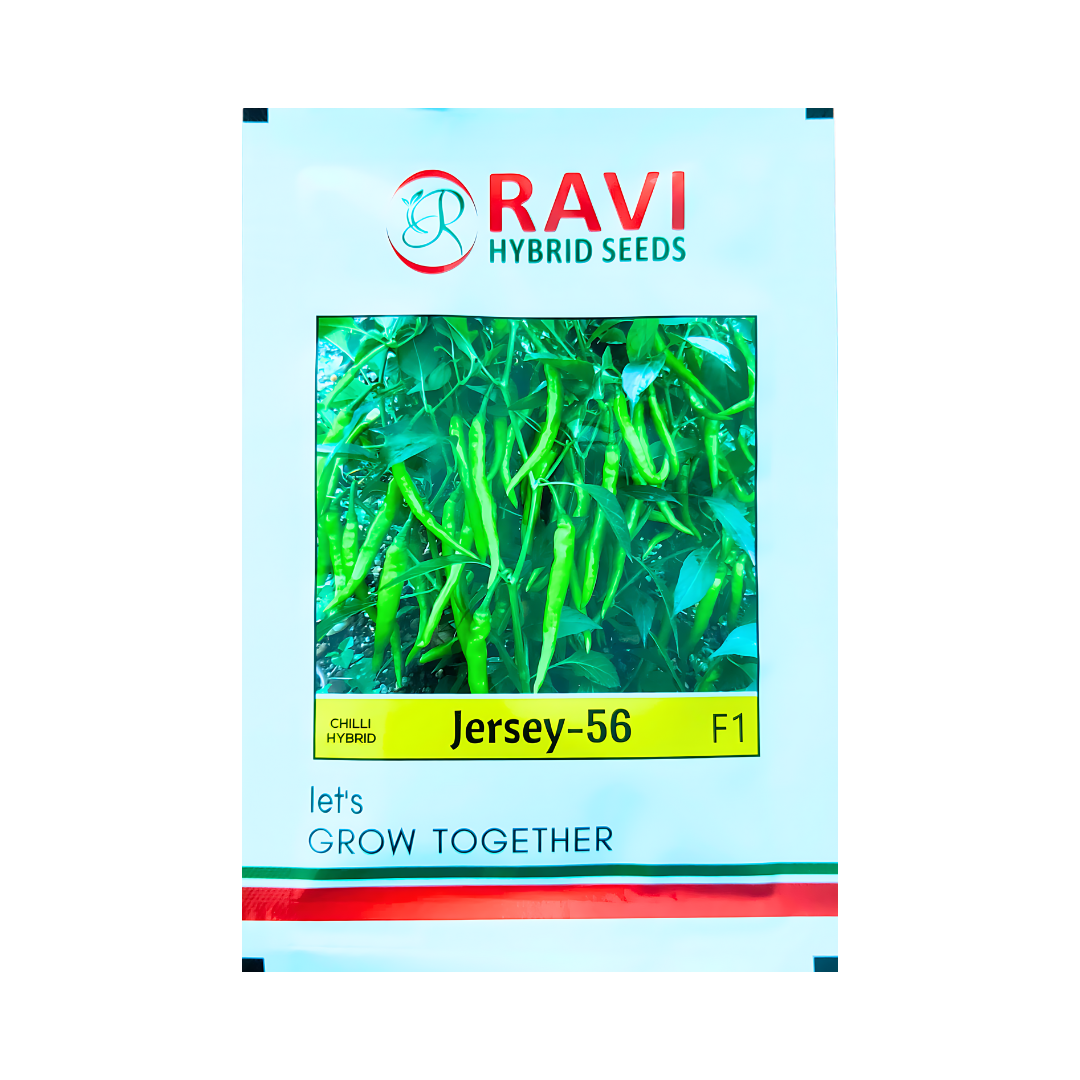 Jersey-56 Chilli Seeds - Ravi Hybrid Seeds | F1 Hybrid | Buy Online