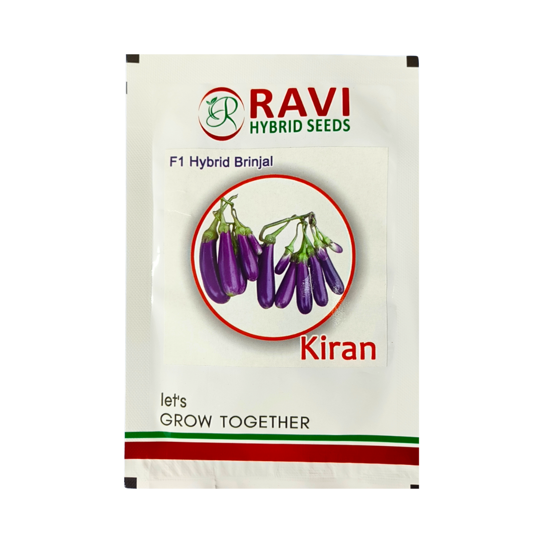 Kiran Brinjal Seeds - Ravi Hybrid Seeds | F1 Hybrid | Buy Online Now