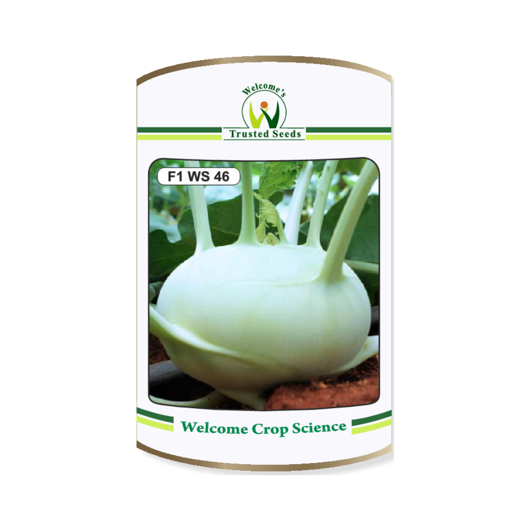 WS 46 Knol Khol Seeds - Welcome | F1 Hybrid | Buy Online at Best Price