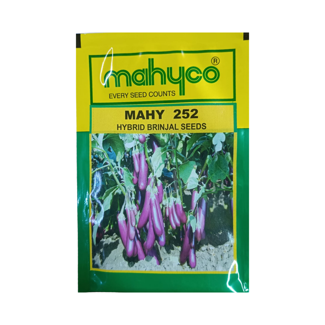 MAHY 252 Brinjal Seeds - Mahyco | F1 Hybrid | Buy Online at Best Price