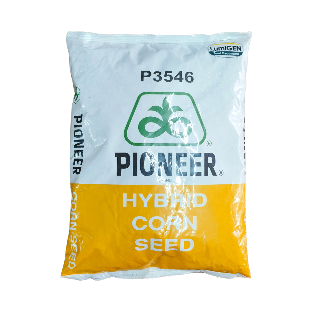 P3546 Maize Seeds - Pioneer | Buy Online at Best Price – Desikheti