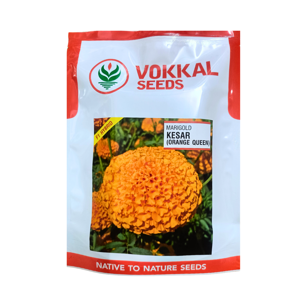 Kesar Marigold Seeds - Vokkal Seeds | F1 Hybrid | Buy Now - DesiKheti