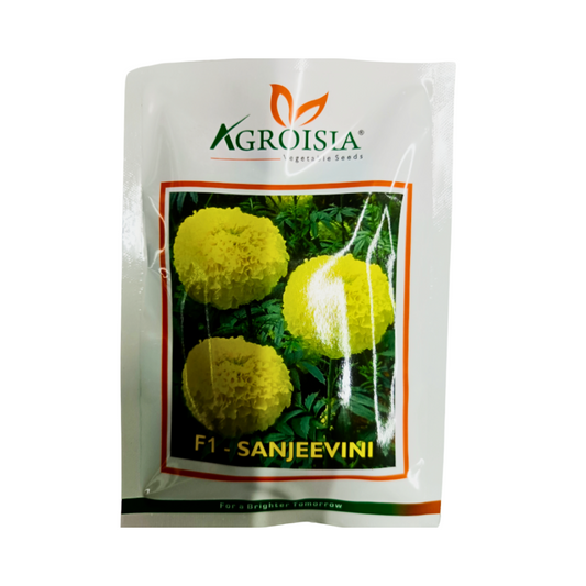 Sanjeevini Marigold Seeds - Agroisia | F1 Hybrid | Buy Online Now