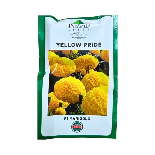 Yellow Pride Marigold Seeds - Pyramid | Buy Online Now - DesiKheti