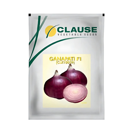 Ganapati Onion Seeds - HM Clause | F1 Hybrid | Buy Online - DesiKheti