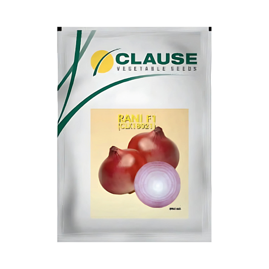 Rani Onion Seeds - HM Clause | F1 Hybrid | Buy Online - DesiKheti