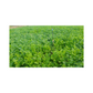 Padmini Coriander Seeds - Kanakadhaara Seeds | Buy Online Now