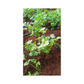 Padmini Coriander Seeds - Kanakadhaara Seeds | Buy Online Now