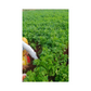 Padmini Coriander Seeds - Kanakadhaara Seeds | Buy Online Now